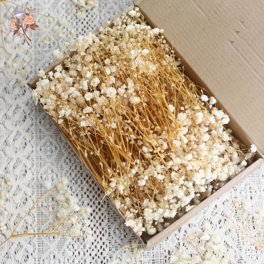 ดอกยิปโซฟิล่าแห้งขนาดเล็ก 100  - Embellish Craft บทวิจารณ์และราคา